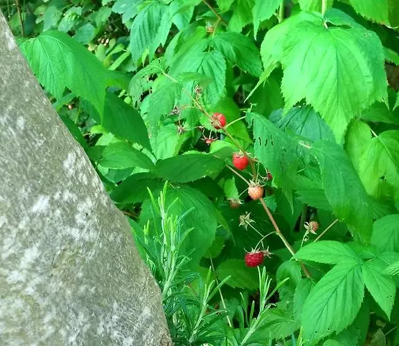 Σπίτι διακοπών Sonja *